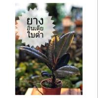 ราคา ต้นไม้ฟอกอากาศ (ยางอินเดียใบดำ,ใบด่าง ,เปปเปอร์โรเมียใบแตงโม ,ไทรใบสัก) (3941771897)