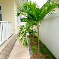 ราคา ต้นกล้าหมากนวล ไม้ประดับตกแต่ง ไม้รั้วสวยงาม ปลูกประดับริมรั้วหน้าบ้าน ดูสวยสง่า (9671953503)