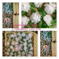 ราคา ดอกมะลิ ติดเข็มกลัด กล่องละ 100 ช่อ มีใบแซม (28256492004)