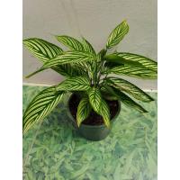 ราคา ต้นค​ล้าวิททาท่า​ (Calathea Vittata) (3452390528)