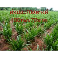 ราคา หญ้าหวานอิสราเอล 100ท่อน. (18383747314)