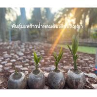 ราคา (เซ็ต 5 ต้น สูง 50 เซ็น) พันธุ์มะพร้าวน้ำหอมต้นเตี้ย (26181833516)