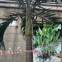 ราคา ต้นกล้าหมากนวล (ปาล์มเยอรมัน) ขนาด15 ซม. ต้นละ (21036553383)