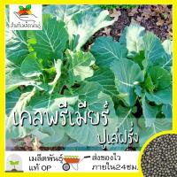 ราคา เมล็ดพันธุ์ เคลพรีเมียร์ (ปูเล่ฝรั่ง) 100 เมล็ด Premier Kale Seed เมล็ดพันธุ์แท้ นำเข้าจากต่างประเทศ โตไว ปลูกง่าย โตไว (8716212203)