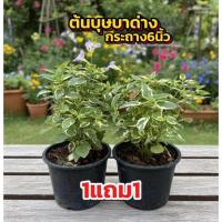 ราคา ต้นบุษบาพารวย ใบด่าง ขนาด25-30cm พร้อมกระถาง6นิ้ว ติดดอก ต้นแข็งแรงมาก (51453760200)