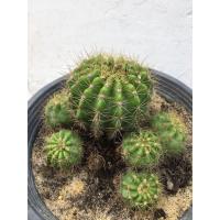 ราคา กระบองเพชรยกกอ แคคตัสดาวล้อมเดือน (5076791306)