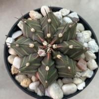 ราคา ยิมโนด่างไม้เมล็ด ยิมโนด่าง ยิมโนด่างสัน Gymno ยิมโนด่างสีหวานๆ (17820050996)