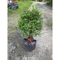 ราคา ต้นโมกเวียดนาม โมกแคระ ไม้มงคลไม้ดอกหอม ( ถุงเพาะพร้อมปลูก ) (43670512952)