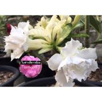 ราคา ชวนชมใบด่าง-ดอกสีขาวซ้อนใบด่าง (20562617568)