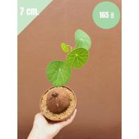 ราคา บัวบกโขด บัวบกโขดมีใบ บัวบกโขดส่งทั้งกระถาง Stephania erecta Craib (8479911540)