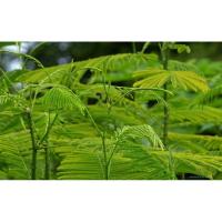 ราคา ชะอมไร้หนาม ชุด 10 ถุง (22269736690)