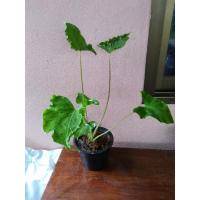 ราคา ต้นไม้มงคล "ต้นห่อเงินห่อทอง/กอบเงินกอบทอง" (11160258250)