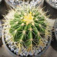 ราคา กระบองเพชร ถังทอง Echinocactus grusonii Hildm กระถาง 3.5" (4060426680)
