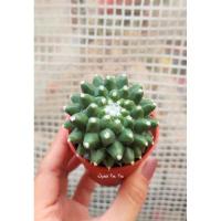 ราคา แมม อิรุซามุ Erusamu (02) (8348138806)