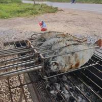 ราคา เสียบปลานิล สแตนเลส304 เสียบปลาเผาใส่เครื่องหมุนเตา ที่ย่างปลาช่อน เสียบปลาดุก มัลติฟังก์ชั่นสินค้าจุด (49002598882)