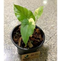 ราคา บอนหูช้างด่างเหลือง อโลคาเซียหูช้างด่างเหลือง (11214573061)