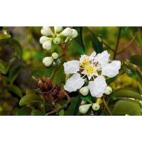 ราคา ต้นพันธุ์ ตะแบกดอกขาว ตะแบกขาว ถุงดำพร้อมปลูก 49บาท เสลาหัวหมด ลักษณะเด่นคือมีดอกสีขาว นิยมปลูกเป็นไม้ประดับ (43420546561)