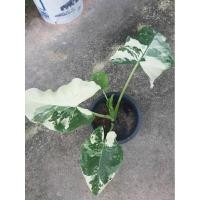 ราคา บอนกระดาด บอนด่าง ไม้สวยงาม (23449220791)