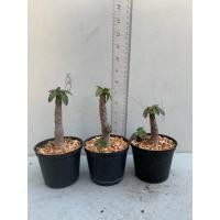 ราคา มะพร้าวทะเลทราย ใบกลม (Dorstenia) (23623732722)