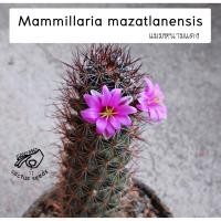 ราคา แมมหนามตะขอ แมมหนามแดง แมมหนามตะขอแดง แมม หนามตะขอ หนามแดง Mammillaria mazatlanensis แมมดอกสีชมพู ดอกสีชมพู (5141538879)