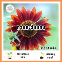 ราคา เมล็ดพันธุ์ทานตะวันสีแดง 10 เมล็ด (48852696890)