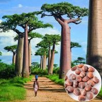 ราคา เบาบับถูกที่สุด10บ.เมล็ดพันธุ์เบาบับ 2 เมล็ดปลูกง่ายไม้มหัศจรรย์ต้นไม้แห่งชีวิต (13328859255)