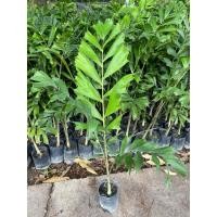 ราคา ต้นปาล์มหางกระรอก (foxtail Palm) ผลทานได้ ปลูกง่ายโตไว (สูง 60-80cm) (28927527293)