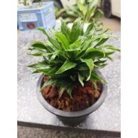 ราคา วาสนาเก้าชั้นพร้อมส่งทั้งกระถาง8นิ้วพร้อมส่ง (25385096233)