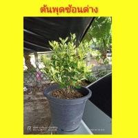 ราคา ต้นพุดซ้อน-พุดด่าง กระถาง 11 นิ้ว (10145104709)