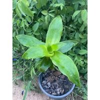 ราคา ต้นกวนอิมพันมือ หรือวาสนาเลื้อย หาบเงินหาบทอง ขายหน่อชำและแบบกระถาง (28735195365)