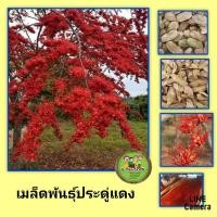 ราคา เมล็ดพันธุ์ต้นประดู่แดง เมล็ดพันธุ์ต้นไม้ประดับ เมล็ดพันธุ์ต้นไม้ดอก ชุดล่ะ 20 เม็ด (20043869378)