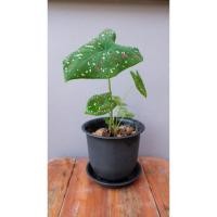 ราคา บอนสีสาวน้อยประแป้ง caladium (10207533611)