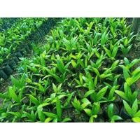 ราคา ต้นกล้าหมากเตี้ย 5 ต้น (8348250534)