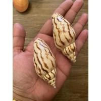 ราคา 1 ตัว เปลือกหอยสะสม เปลือกหอยหายาก นำเข้าจากต่างประเทศ (8110341272)