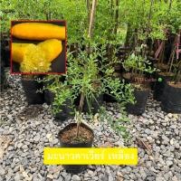ราคา มะนาวคาเวียร์ คาเวียร์ สีเหลือง (Finger Lime) Sunshine Yellow เสียบยอดเเท้ (รับประกันสินค้าส่งใหม่ฟรี หากสินค้าเสียหาย!) (21692445526)