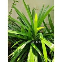 ราคา พร้อมส่งเตยหอม ออกรากพร้อมปลูก ใบเตย พันธุ์เตยทำขนม ใบเตยหอม ใบเตย ต้นเตยปลอดสาร ใบเตยทำขนม ต้นเตยพร้อมปลูก ใบเตยหอม (18128998604)