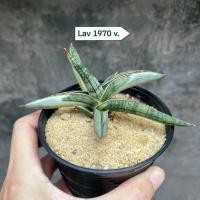 ราคา Sansevieria Lav1970 v. (56202589358)