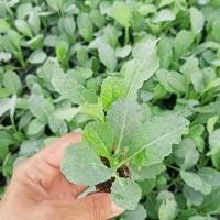 ราคา ต้นกล้า เคลไดโน พร้อมปลูก กล้า ละ 12 บาท dino kale คะน้า เคลไดโนเสาร์ เคล ลาซินาโต้เคล Lacinato Kale (24640223856)