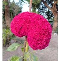 ราคา อ่านก่อนซื้อ(1ถุง3ต้น)ต้นหงอนไก่ฝรั่ง ดอกสีแดง ดอกใหญ่ (5584146805)