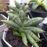 ราคา ว่านงาช้างแคระ บอนเซลแคระ กระถาง 2 นิ้ว (27627346654)