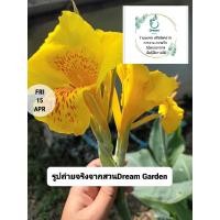 ราคา หน่อพุทธรักษาดอกสีเหลือง(ดอกใหญ่) (20295868133)