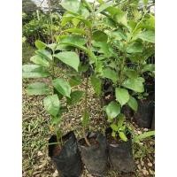 ราคา ต้นทุเรียนเทศ/ทุเรียนน้ำ/เพาะเม็ด (6646274172)