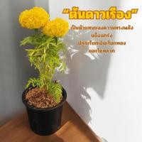 ราคา ต้นดอกดาวเรือง พร้อม กระถาง 6 นิ้ว ดอกดาวเรือง ต้นไม้มงคล (28923695778)