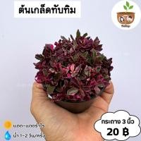 ราคา ต้นเกล็ดทับทิม จัดส่ง 2 ต้นขึ้นไป คละแบบได้ (9719466372)