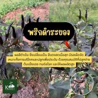 ราคา เมล็ดพริกดำระยอง พริกดำระยอง พริกดำโบราณ เมล็ดพันธ์ุพริก พริกดำ พริกประดับ (50เมล็ด) (25440398634)