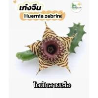 ราคา Huernia zebrina เก๋งจีนดอกโดนัทลายเสือ จำนวน 1 กิ่ง ขนาด 5 เซนฯ ขึ้นไป ดอกน่ารัก ปลูกง่าย โตไว ออกดอกทั้งปี (52850834934)