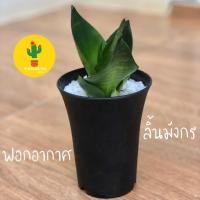 ราคา ลิ้นมังกรแคระ ต้นไม้ฟอกอากาศ (7338197022)