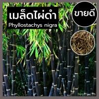 ราคา เมล็ด ใหม่็ดไผ่ดำ ใหม่็ดไผ่สีดำ ไม้มงคล ใหม่ ไผ่ดำ หายาก Phyllostachys nigra ( black bamboo ) เพาะ (23640252299)