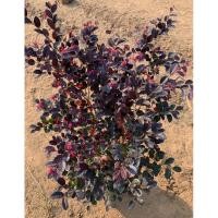 ราคา ต้นหงส์ฟู่หรือต้นมั่งมีศรีสุขสุดยอดต้นไม้มงคล (8614165201)