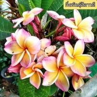 ราคา กิ่งพันธุ์ลีลาวดี ไม้มงคล penang peach plumeria (18685561331)